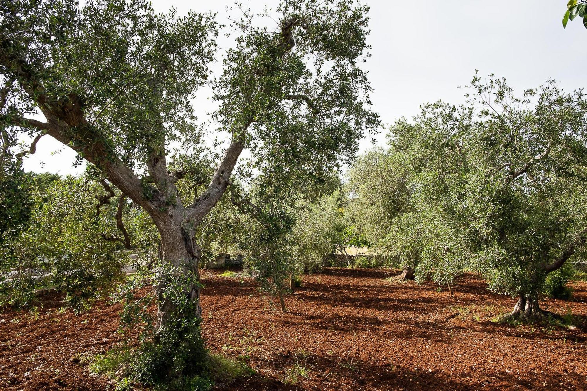 Villetta Da Zio Marcello Ostuni Esterno foto